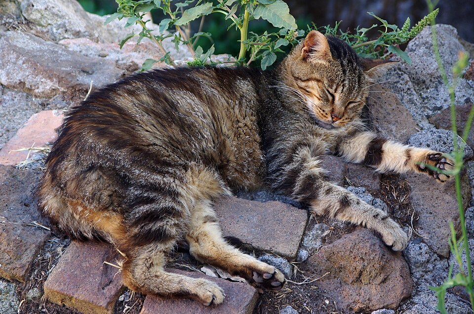 Gatti nell'Area Sacra