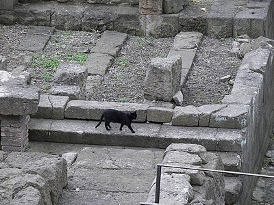 Gatti nell'Area Sacra